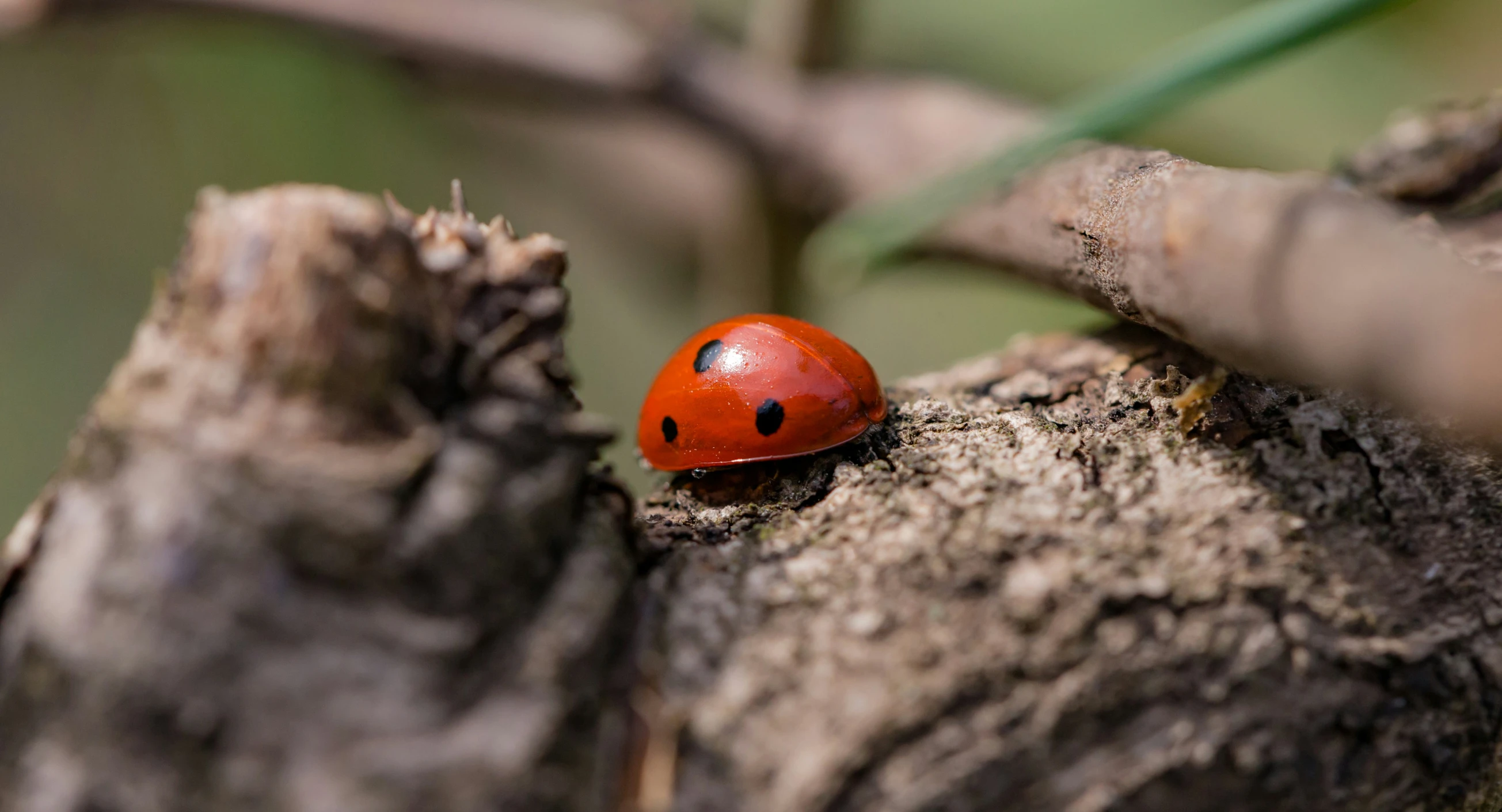 a small red insect sitting on top of a tree nch