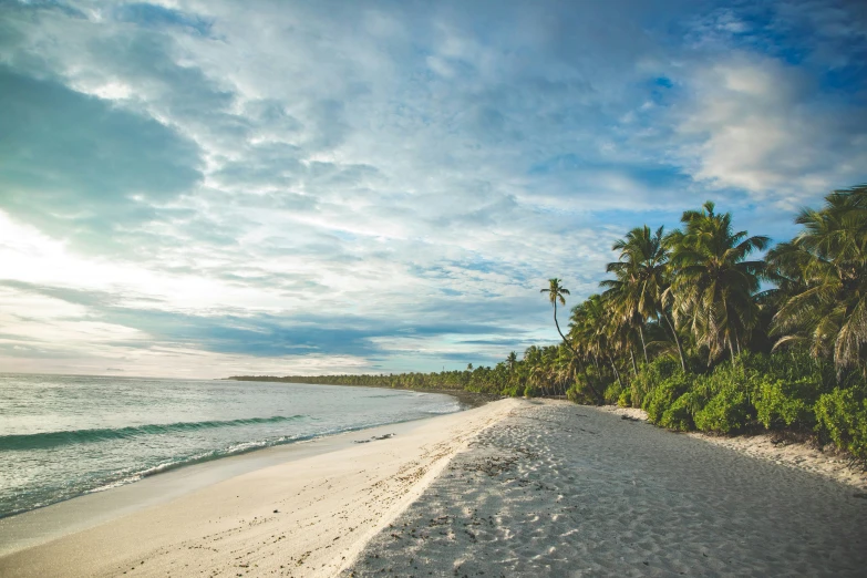 a sandy beach on the coast with a palm tree line