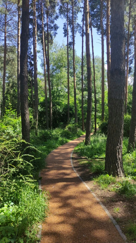 the path in the forest is lined with trees