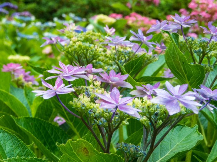 a variety of wildflowers, including lilacs and green leaves