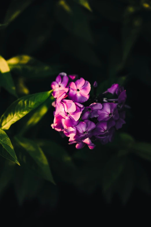 flowers in the evening light are a symbol of summer