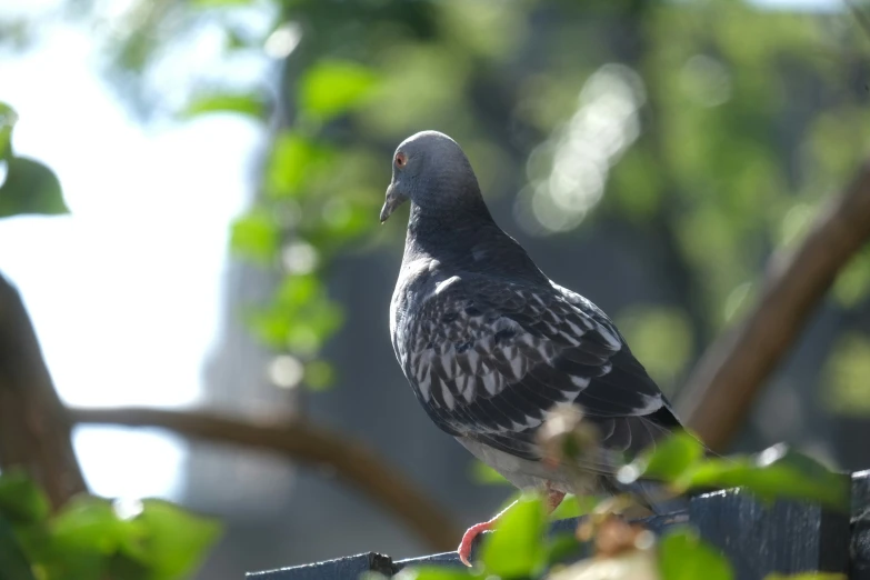 a close up of a bird on a fence