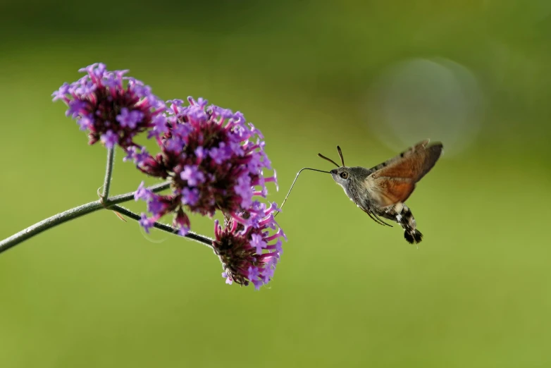 a close up of a flower and a humming