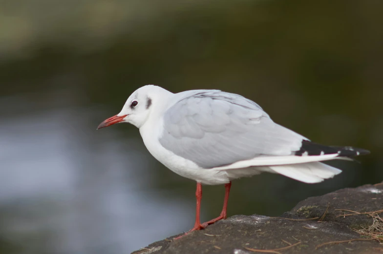 the white and gray bird is standing on the rock