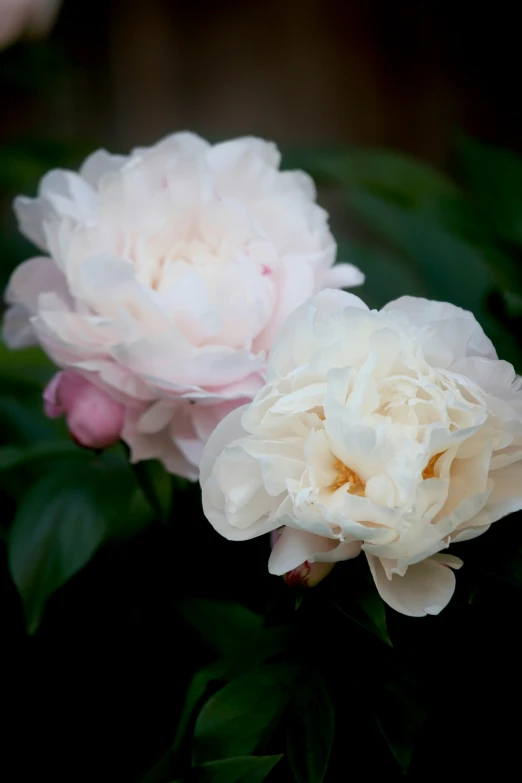 two pink peonies with green leaves against black background