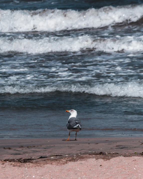 a seagull standing on the sand and waves in the background