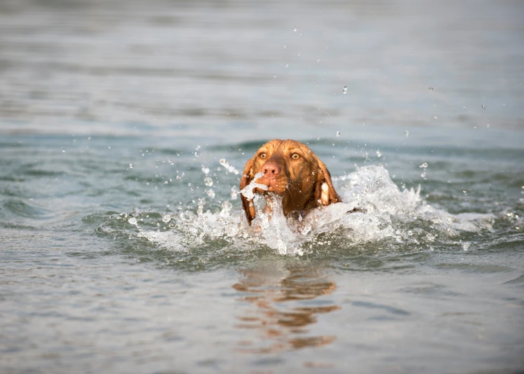 a brown dog swimming in the ocean
