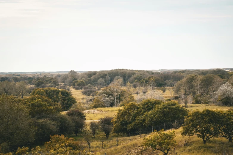 an open land is shown with many trees