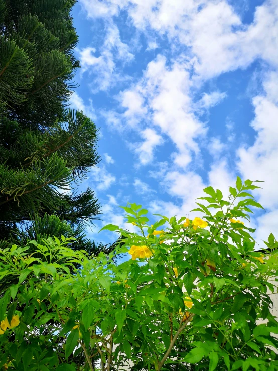 a very pretty view of some trees and some clouds