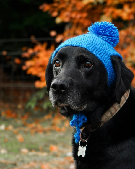 the black dog is wearing a blue hat with a pom - pom on it's head