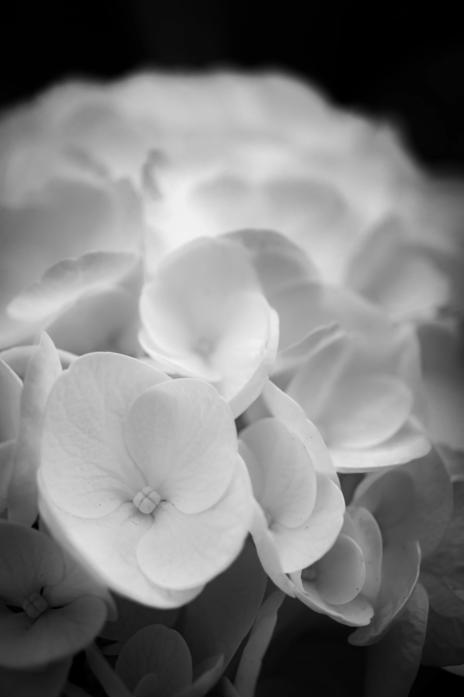 black and white pograph of flowers on a table