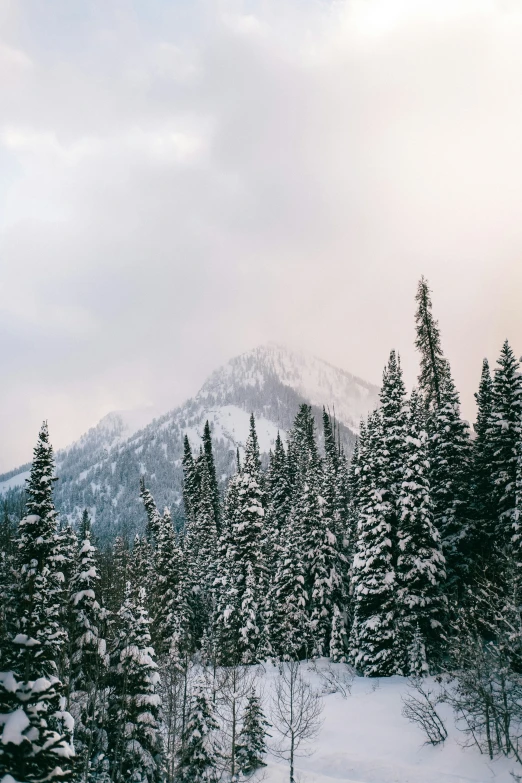 trees stand in the snow near a mountain