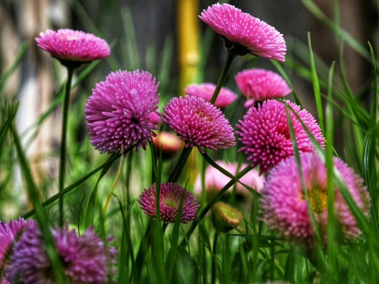 there are many purple flowers in the field