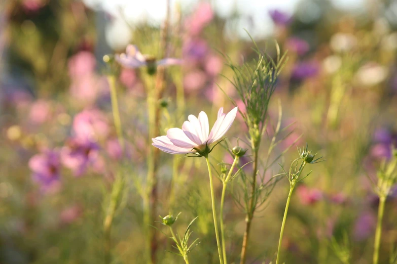 a flowery area with purple flowers and green leaves