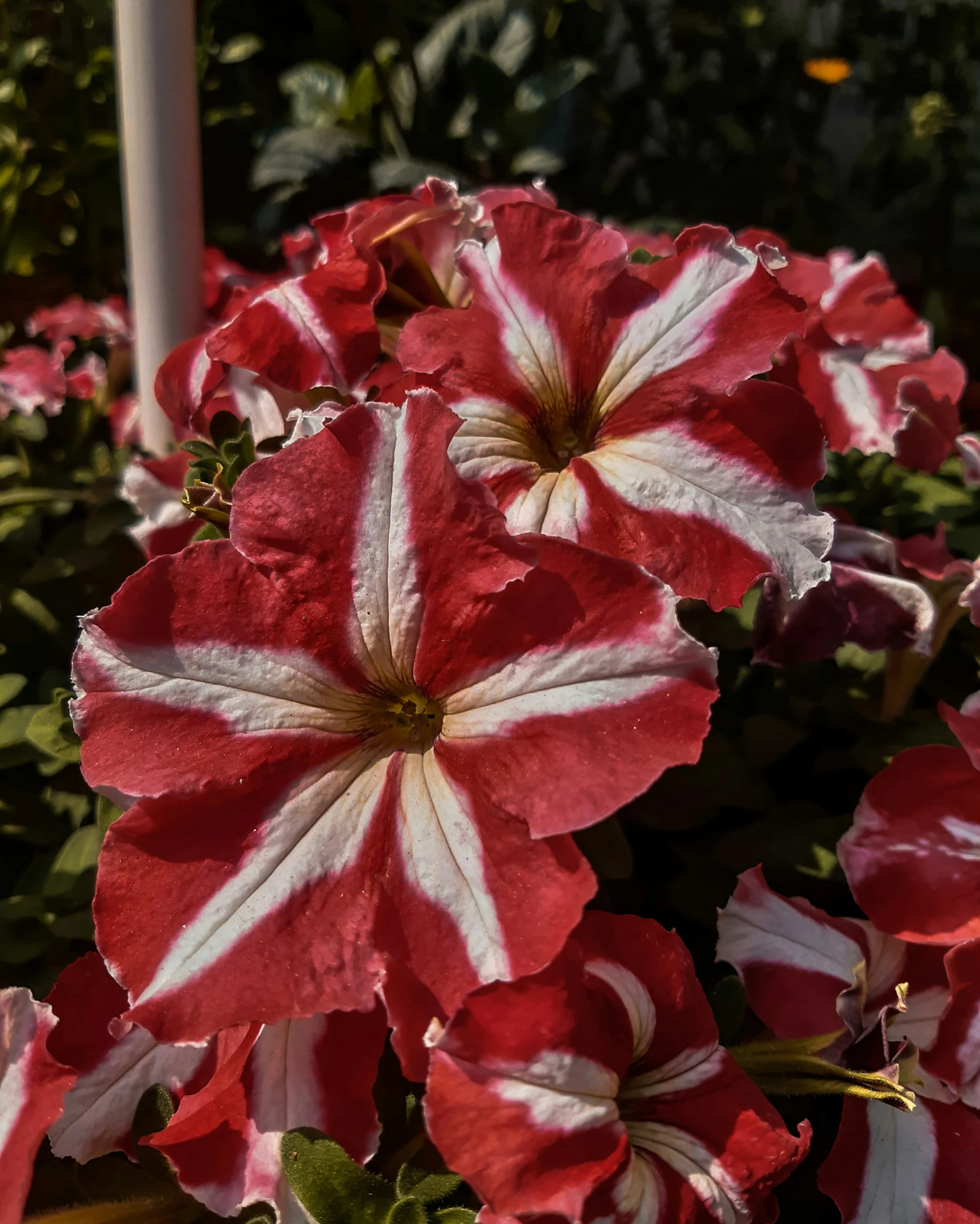 red and white flowers are blooming beside some bushes