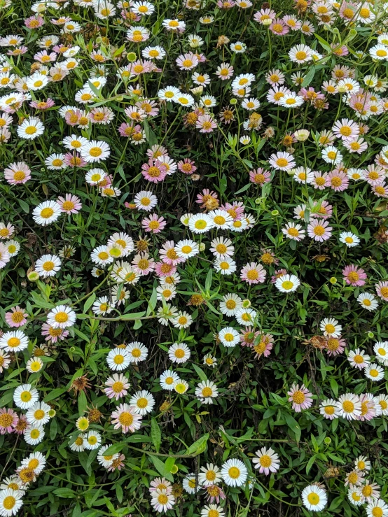 many white and pink flowers in the grass