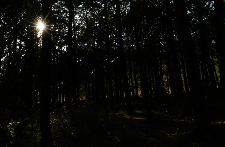 the sun shining through the trees in the forest