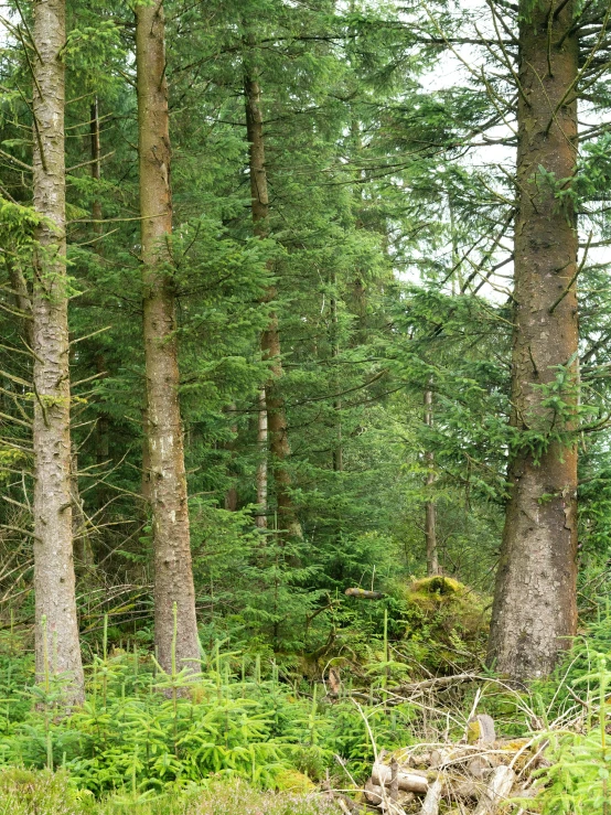 several trees in the woods with ferns and rocks