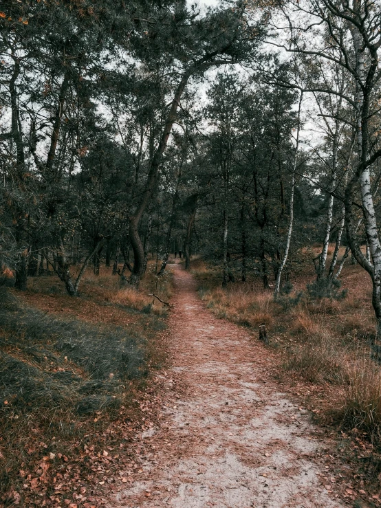 the dirt road is winding and surrounded by many trees