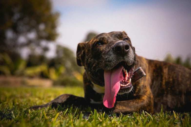 a dog is laying in the grass with its tongue out