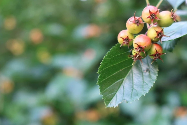 several small berries on a tree nch with leaves