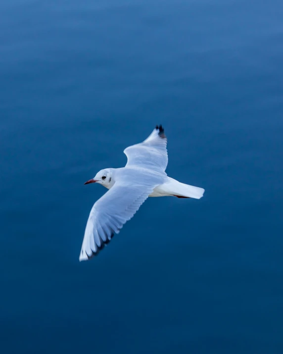 a white bird flying above a body of water