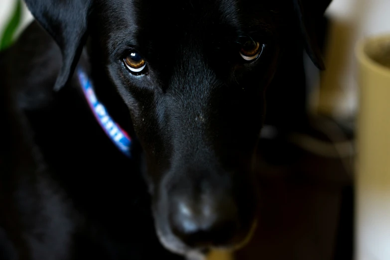 a black dog with a red collar looks directly at the camera