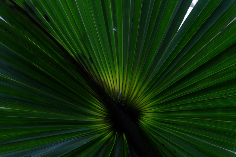 the back side of a palm leaf that has been  into the shape of a circle