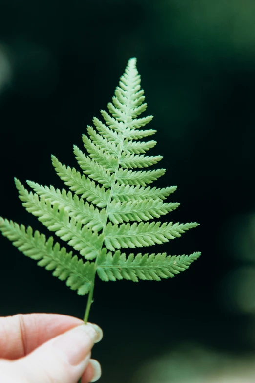 small green leaf in the palm of a hand