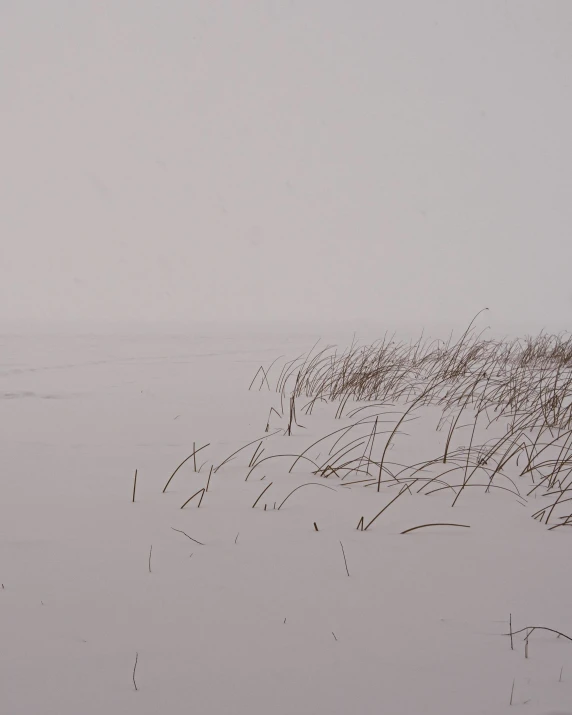 two giraffes stand on the snowy shore line