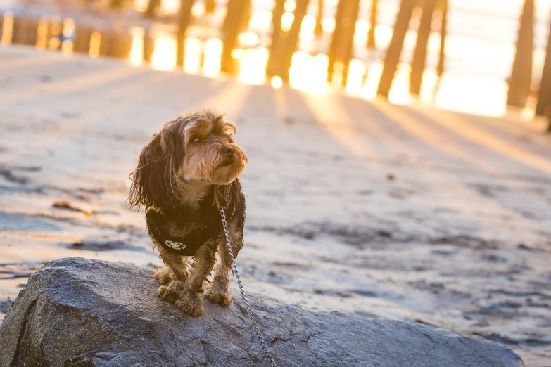 the dog stands on a rock at the beach