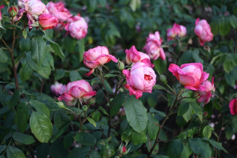 pink flowers with green leaves and stems in a garden