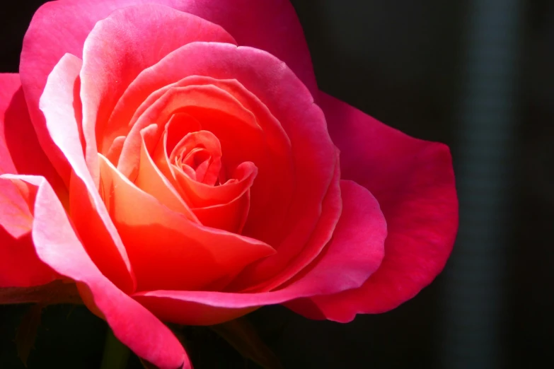 there is a red rose with a big pink center