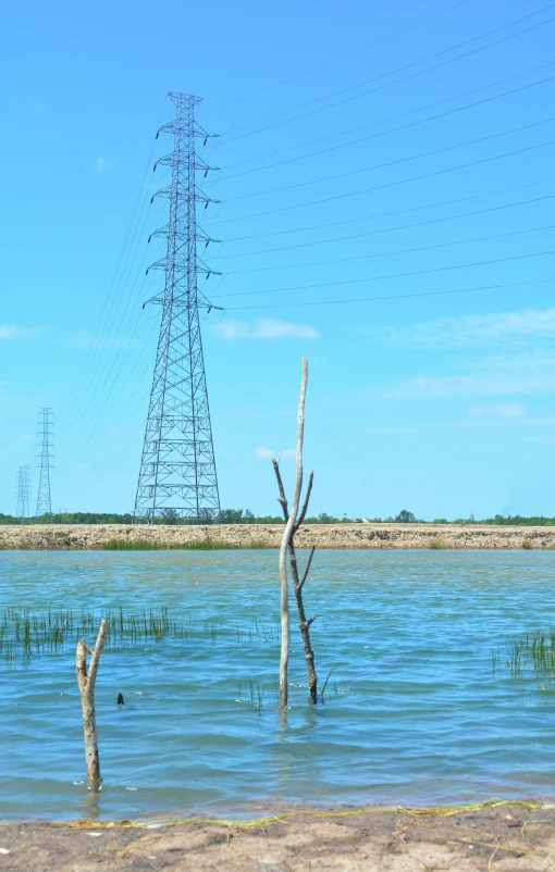 several trees in water near water with power poles