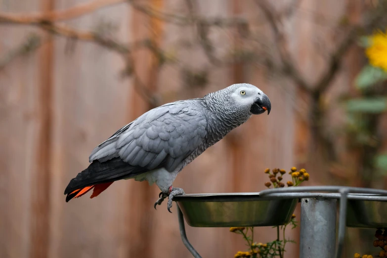 a parrot sitting on top of a bowl