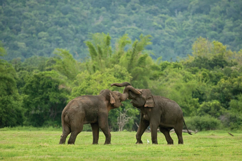 two elephants with their trunks crossed standing in a field