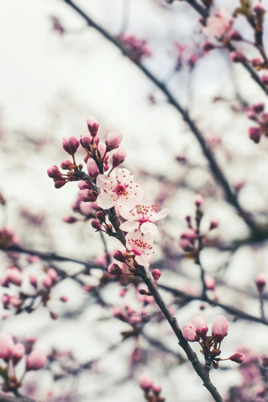 some pink flowers bloom on the nches of a tree