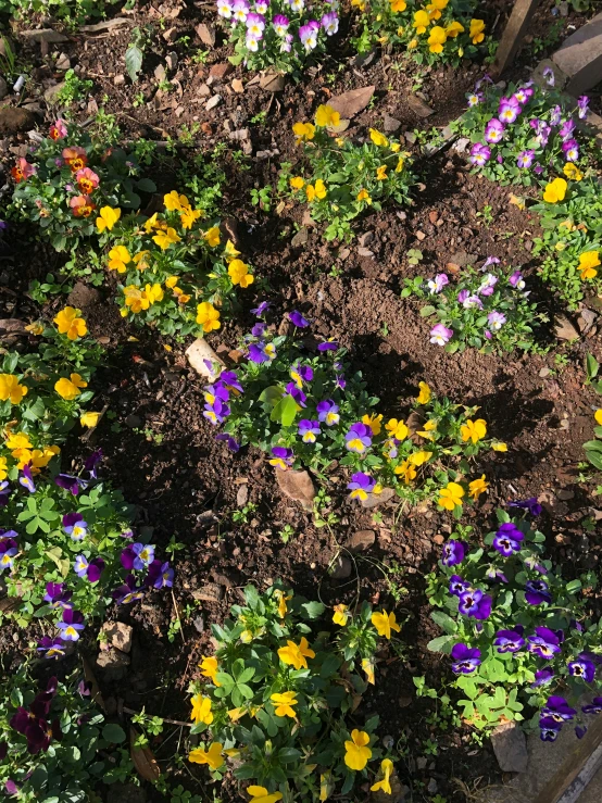 flowers are growing in dirt next to a wooden fence