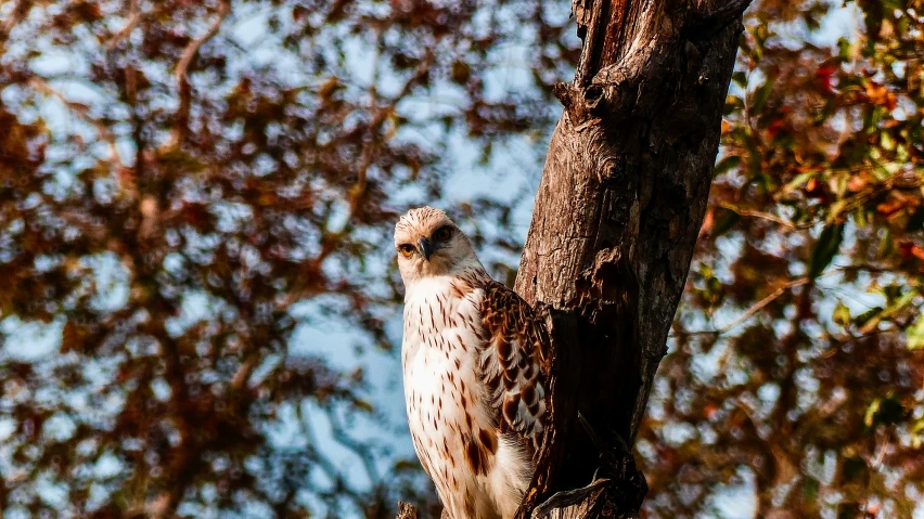 a bird sits on a tree nch next to some leaves