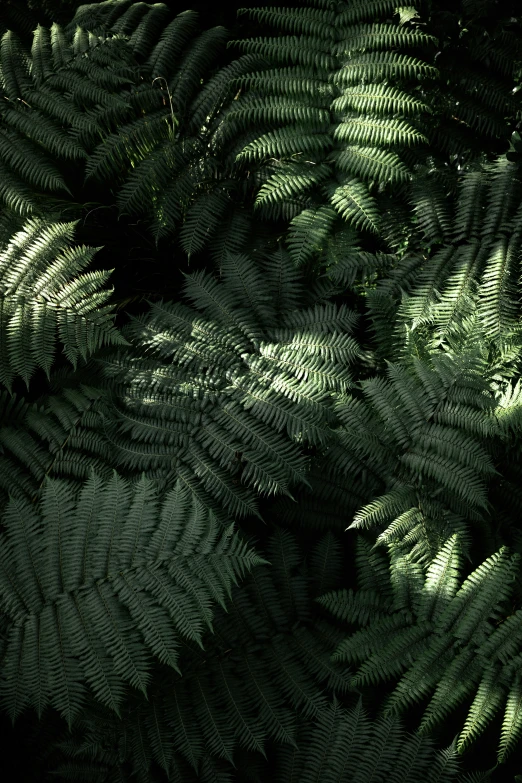 large ferns are shining in the dark forest