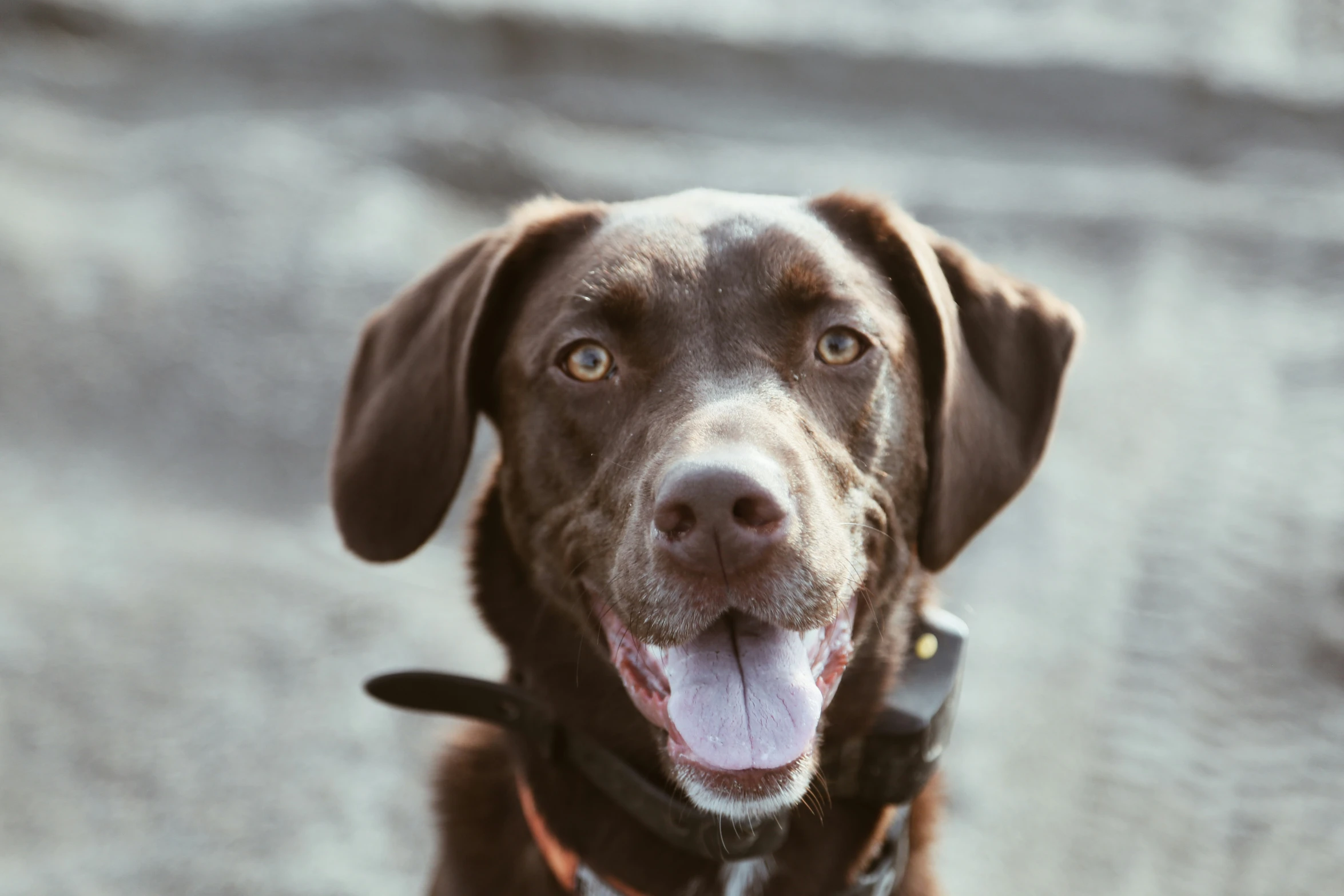 a close - up of a brown lador dog with its tongue out