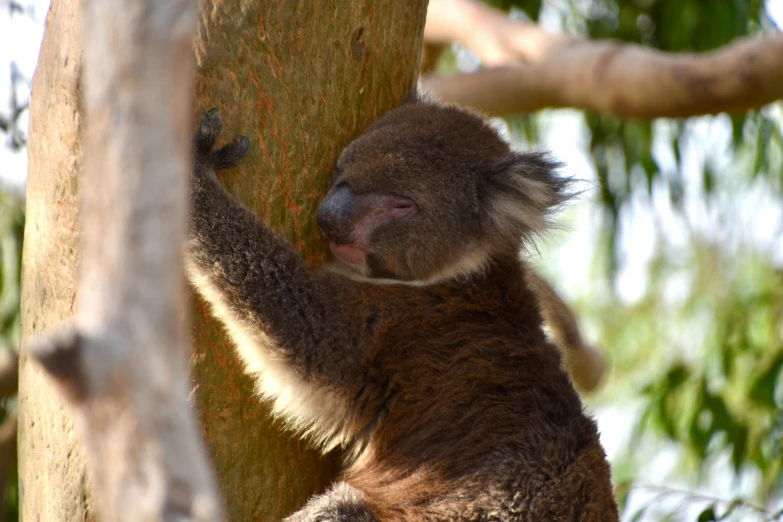 a koala bear climbing on to the top of a tree