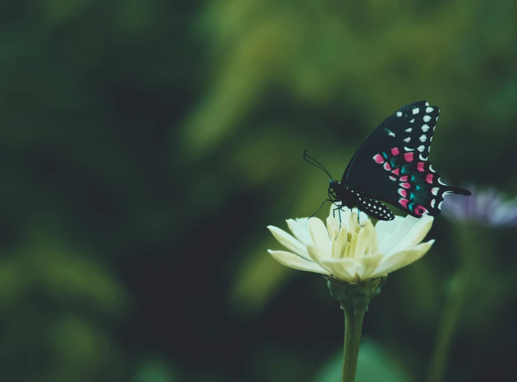 a erfly perched on top of a flower