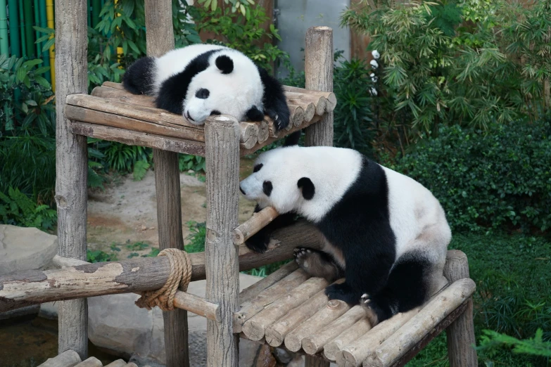 two pandas are on a wooden bench in a zoo