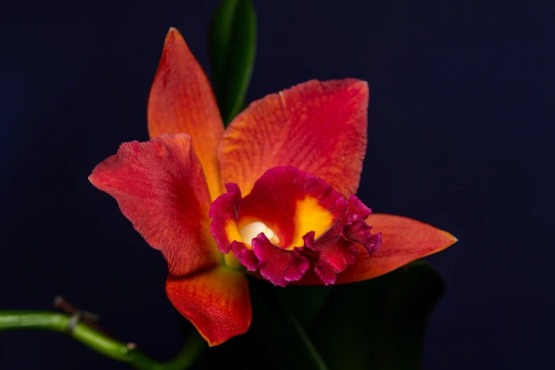 an orange flower with a dark background