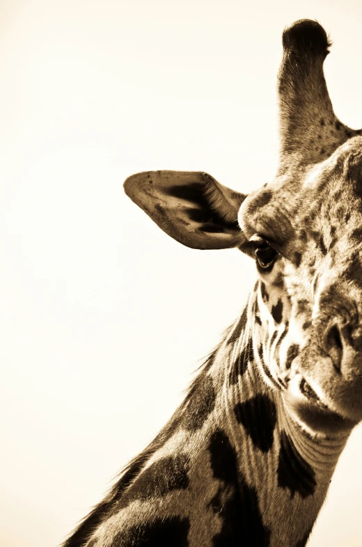 the head and neck of a giraffe is shown