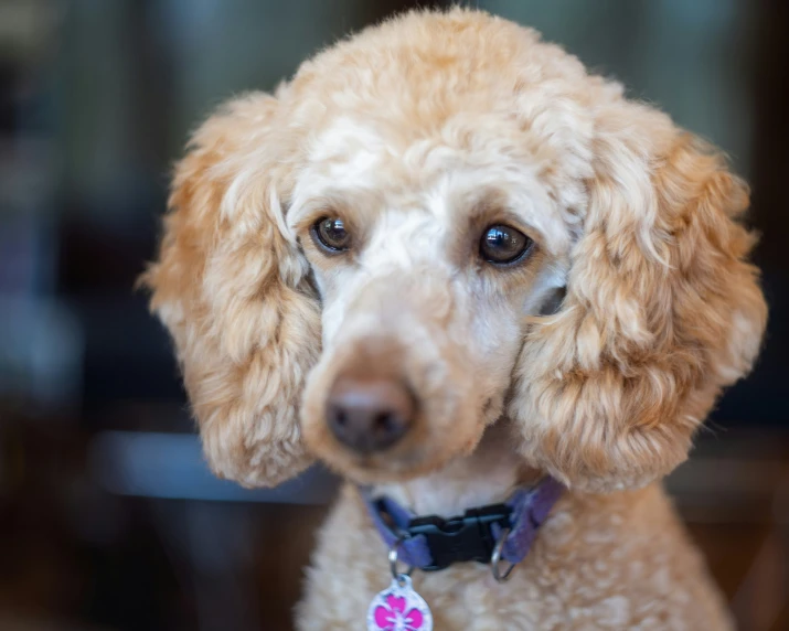 a poodle has a tag with an animal's image on it