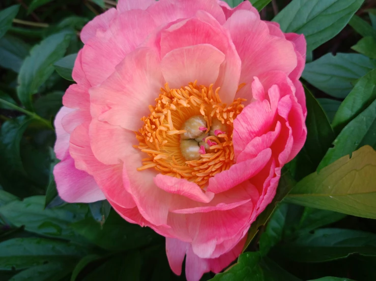 pink flower with a yellow center sitting on leaves