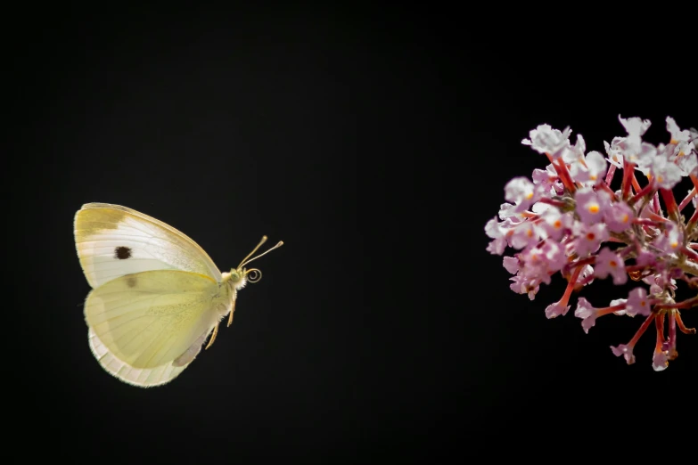 erfly in flight with white and yellow wings