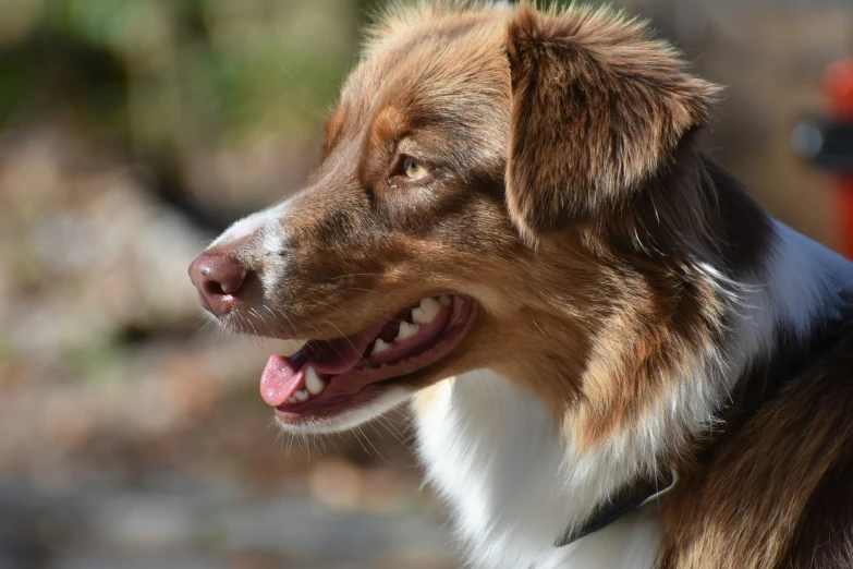 an image of a dog smiling for the camera